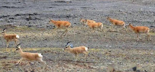 〖可可西里藏羚羊开始年度大迁徙可可西里藏羚羊保护现状〗