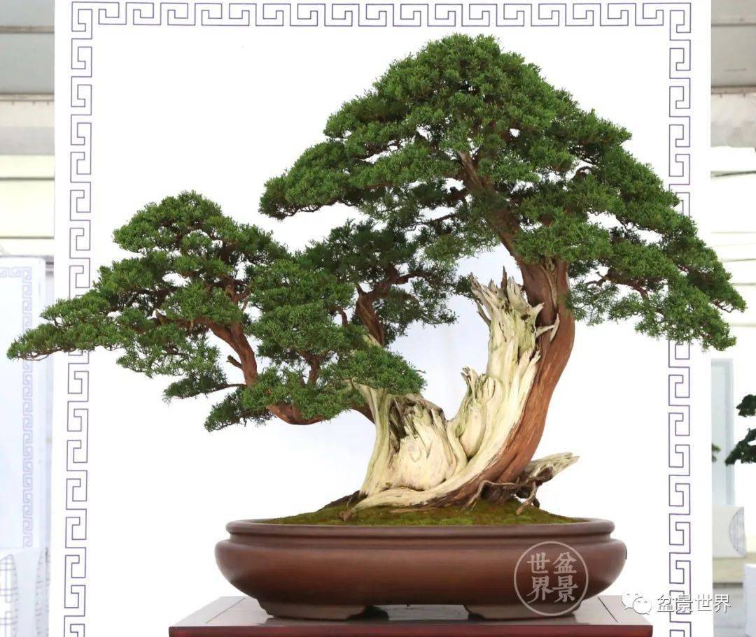 盆景排名_榕树盆景