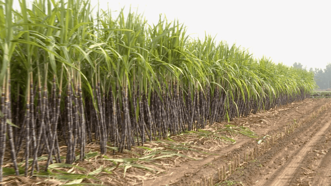 怎么种甘蔗才能最好 7cccf901bef54ae58c6af00037c06a47.png