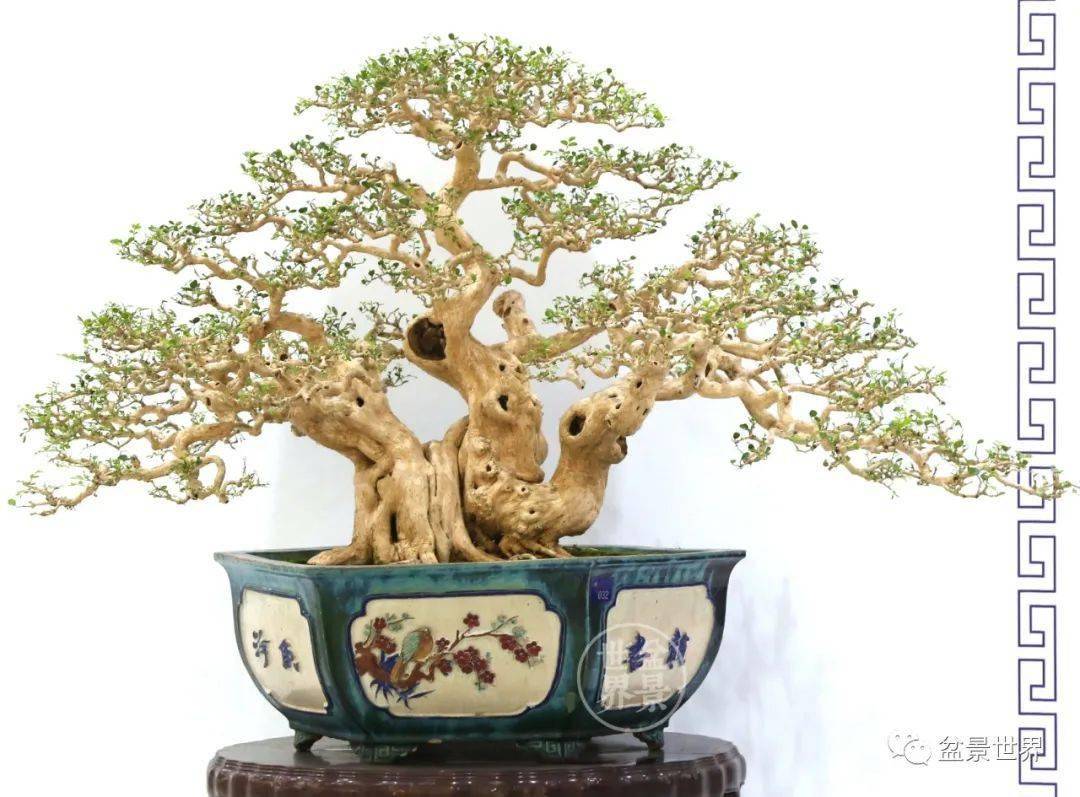 排名盆景_日本盆景品种排名(2)