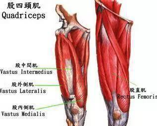 股四头肌 有四个头,分别称为股直肌,股外侧肌,股中间肌及股内侧肌