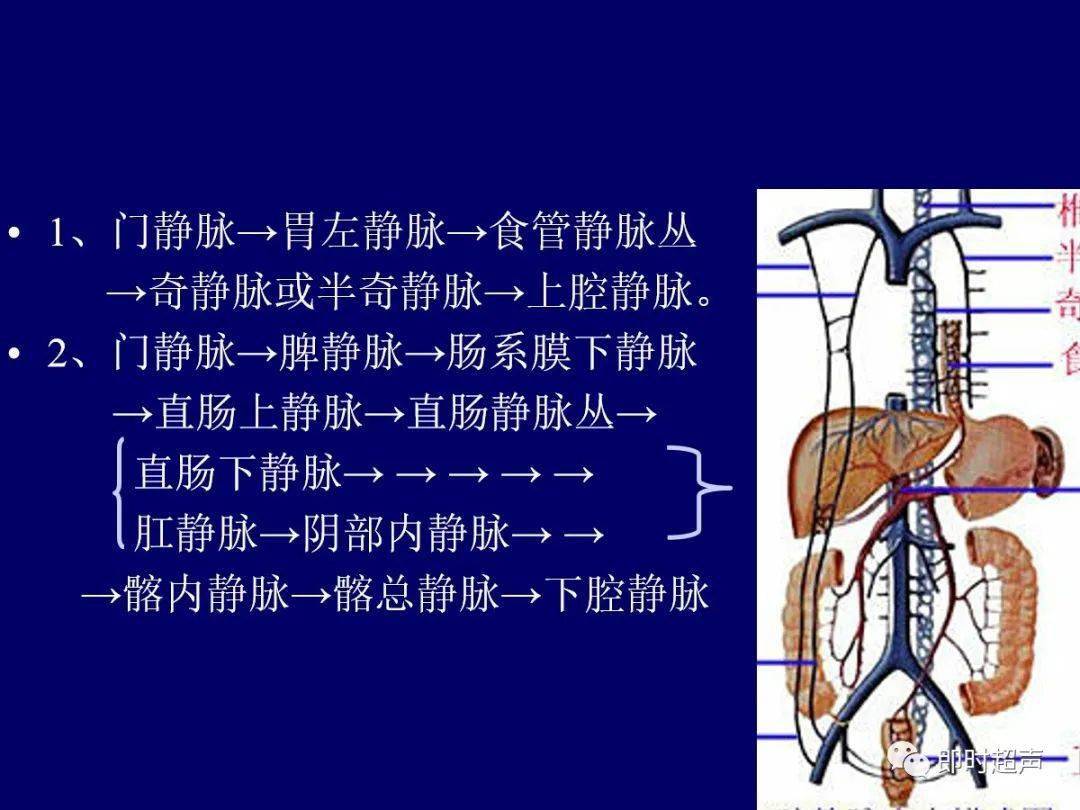 肝脏胆道系统解剖