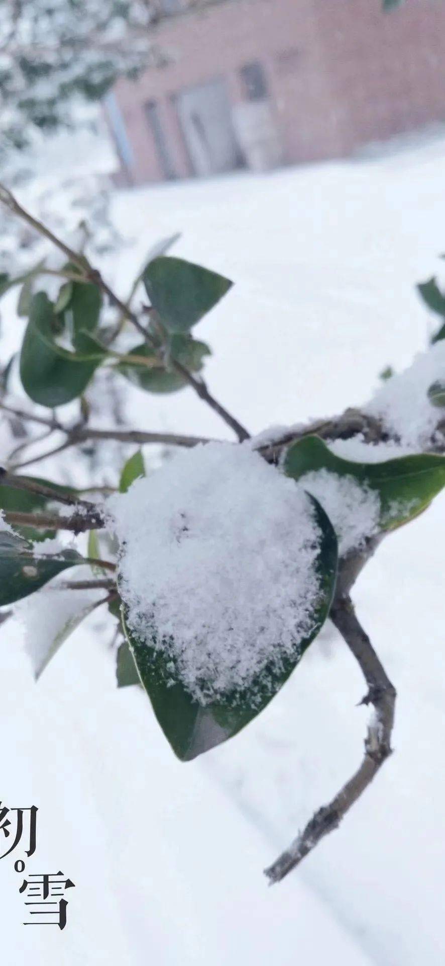 2020海拉尔的第一场雪,在朋友圈刷屏了