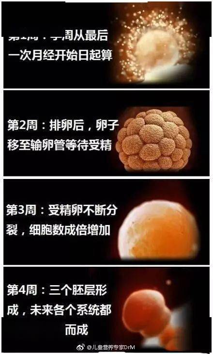 吃胎儿发育图 注解,为你展示生命萌芽成长的整个过程
