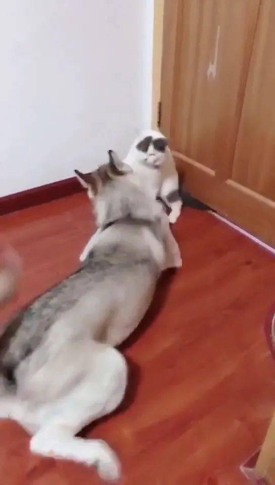 猫咪先一爪子打在二哈的脸上,二哈也不甘示弱的回击猫咪,两打着打着就