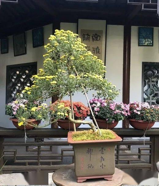 菊花也玩跨界?盆景菊在上海植物园菊花展闪亮登场