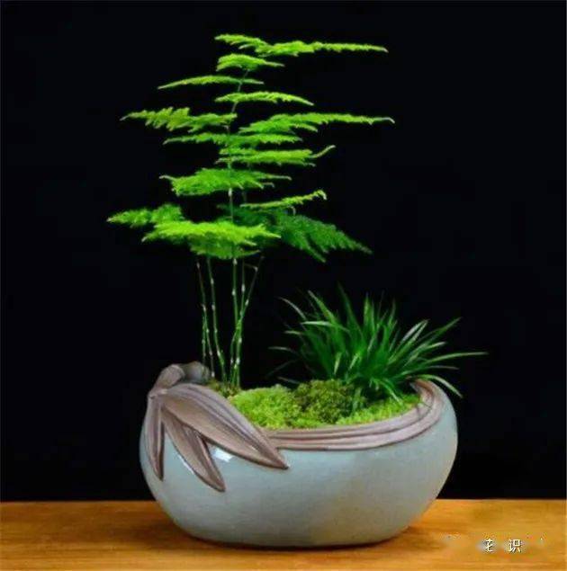 用什么盆养文竹才好看呢?_花盆
