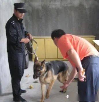 怎么才能让狗狗不叫陌生人 378ab2e9a1734ee480545426e6b61d52.jpeg