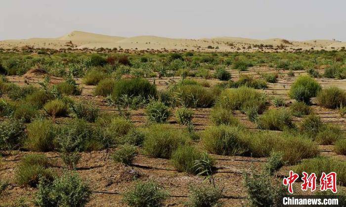 新疆兵团:沙漠边缘定植耐旱饲草树种 防风固沙又见经济效益