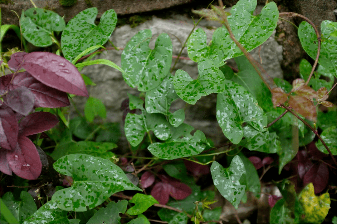 认识我们身边的药用植物_何首乌