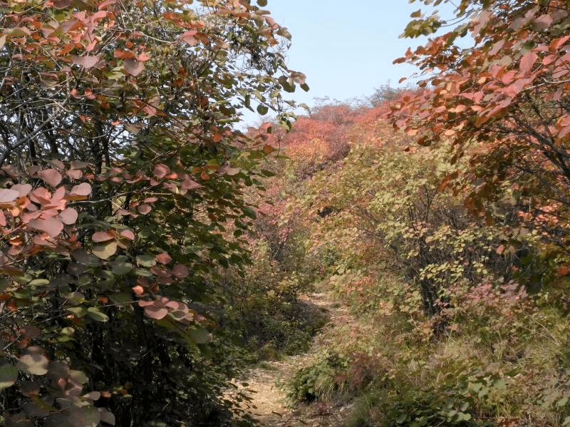 大安山赏红叶