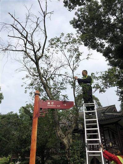 抢救李劼人亲手种的桂花树:"手术"切除桑寄生