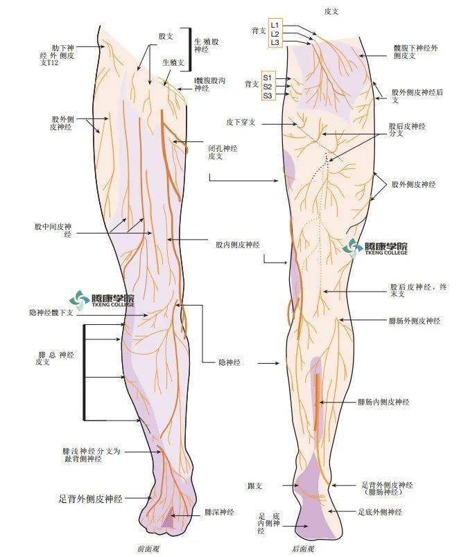 腰骶神经学检查