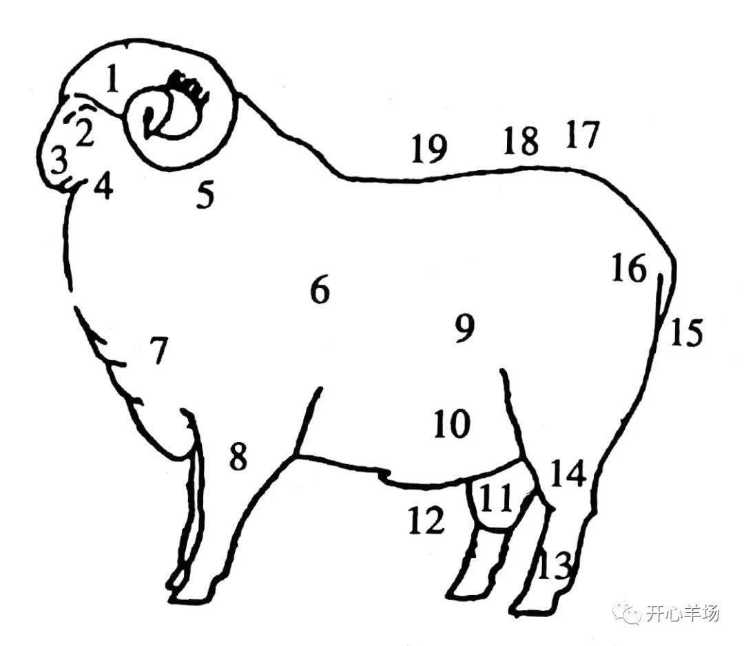 现代养羊180问(第八问)羊体表各部位名称及体尺测量方法是什么?