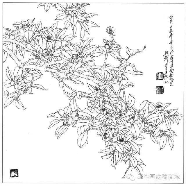 高山藤绣球凤梨凤凰花倒挂金钟非洲芙蓉大丽花垂丝海棠垂茉莉百合30种