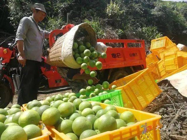 新平:瓜果飘香粮满仓 产业兴旺丰收忙