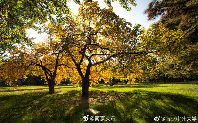 审计|南京审计大学生日快乐