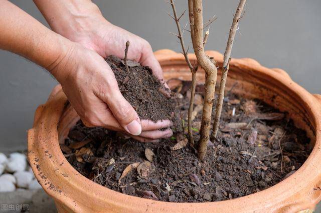 盆栽土壤板结怎么换土 f4b01131429340edaeaa65b68c6d4df7.jpeg