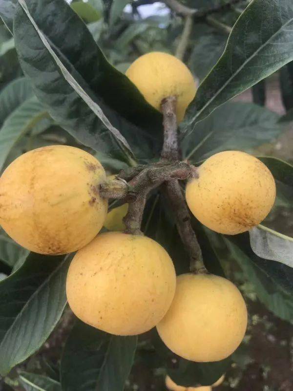 近几年来,不断扩大冠玉枇杷种植面积,在四