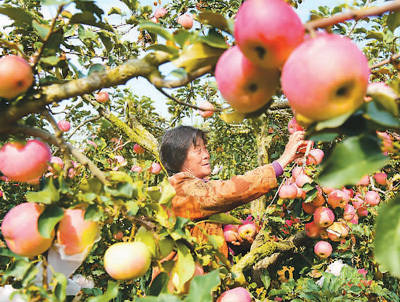 广西桂林水果特产有哪些水果_预防结石的食物和水果_广西一大学结满水果