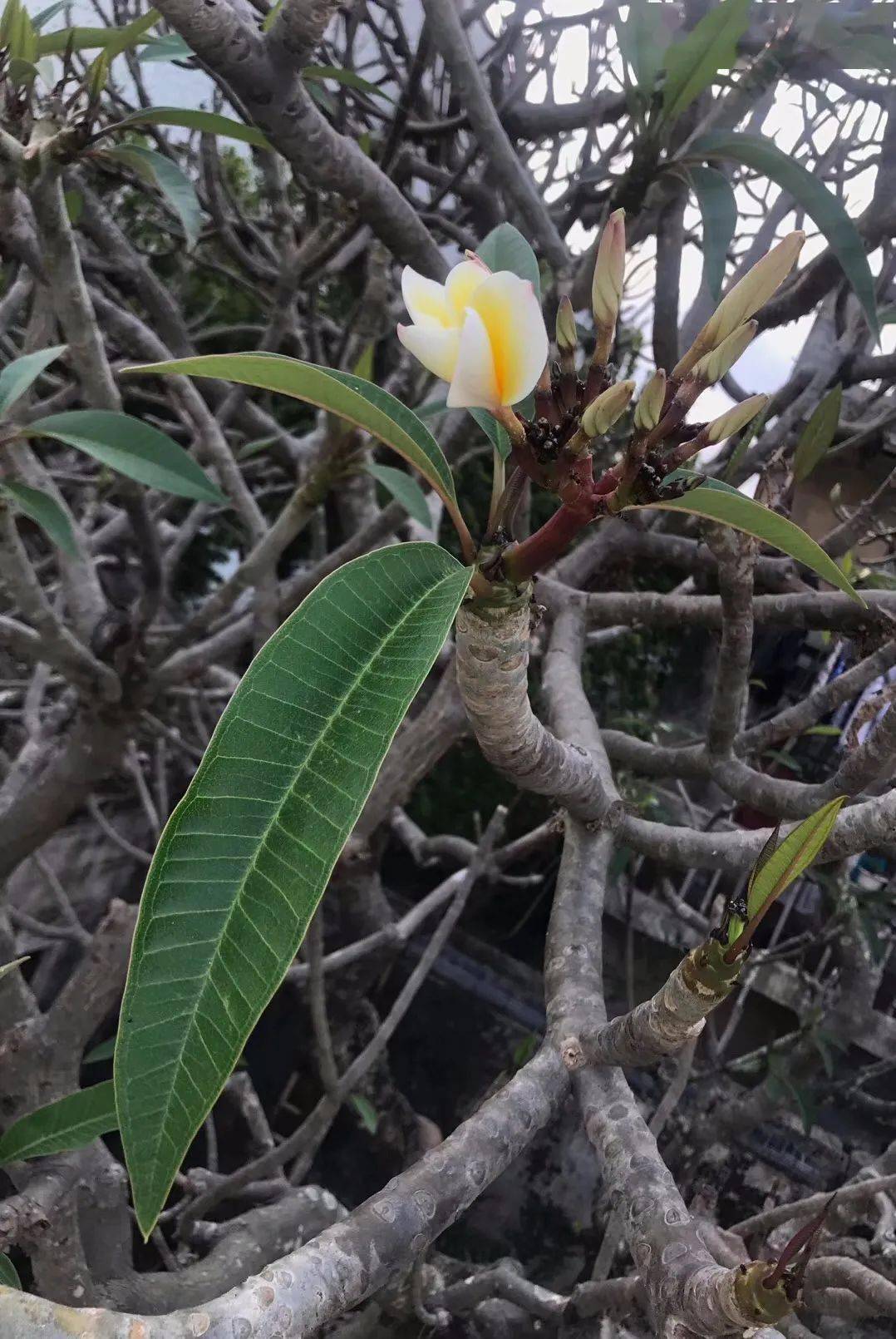 罕见!澄海一棵鹿角树开出了这样的花