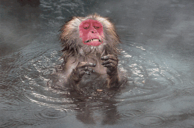 编辑 | 又又 来源 | brand的好奇心(id:brandmag)  每只动物都是