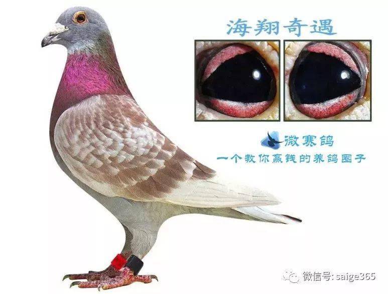 马克怪眼"魔森"_马克罗森斯