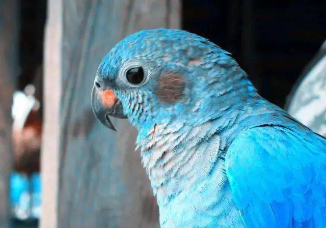 蓝头鹦鹉迷恋蓝颜色,越蓝越好,谁的颜色不够蓝,最好不