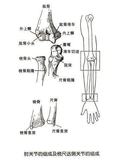 健康知识人体关节小常识