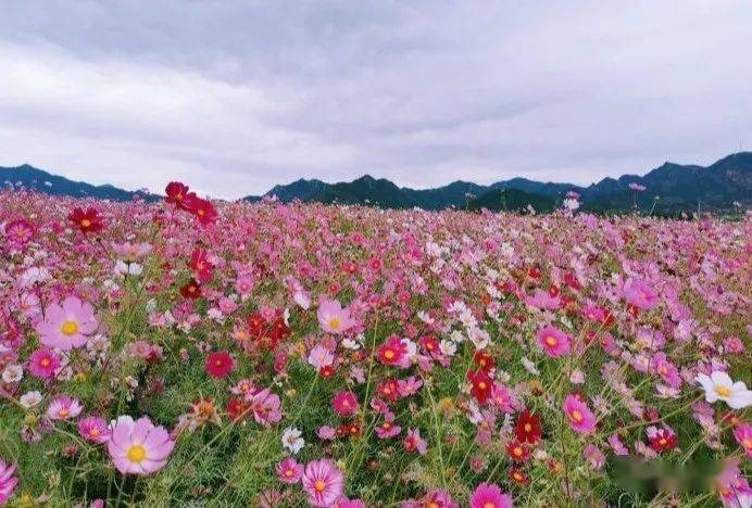 七孔桥花海