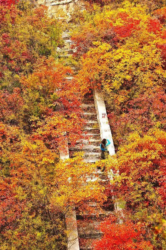 走在长城赏红叶,中原唯有神农山!