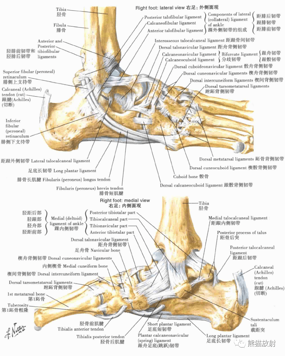 踝部的韧带与肌腱