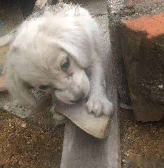 一只狗和一棵木材猜一成语_木猜一成语疯狂看图
