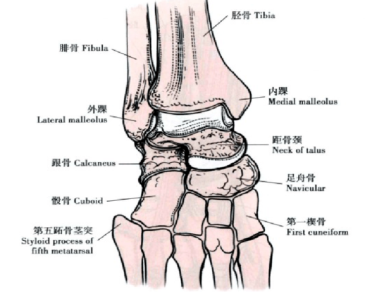 踝关节负重时,17%负荷经外踝向腓骨近端传导,外踝轴线与腓骨干纵轴
