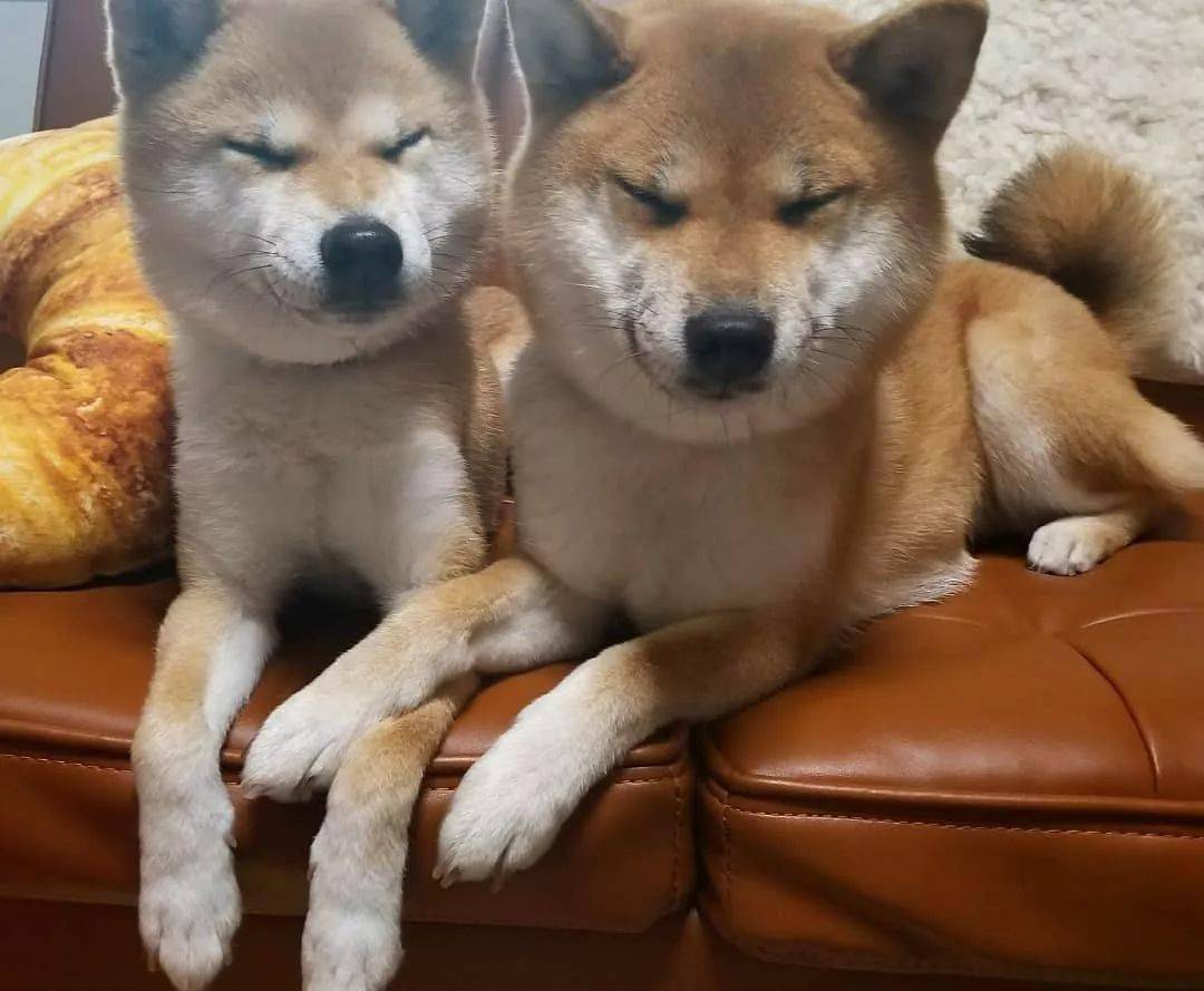 日本网友家:柴犬母子的搞笑暖心日常,实在是惹人爱!