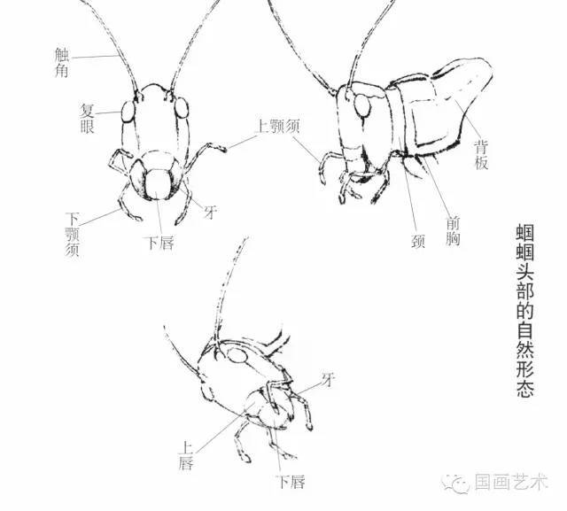 蝈蝈的工笔及写意画法