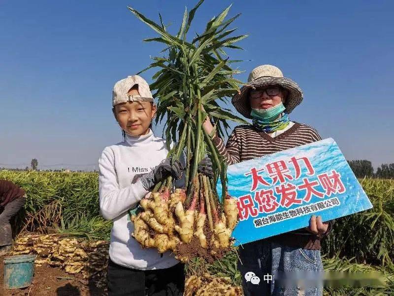 奇葩说你的理想型姜思达樊野_姜思达奇葩说_姜思达奇葩说