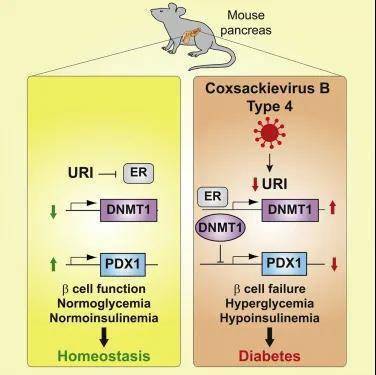 细胞|【Cell子刊】警惕！病毒感染可引起糖尿病