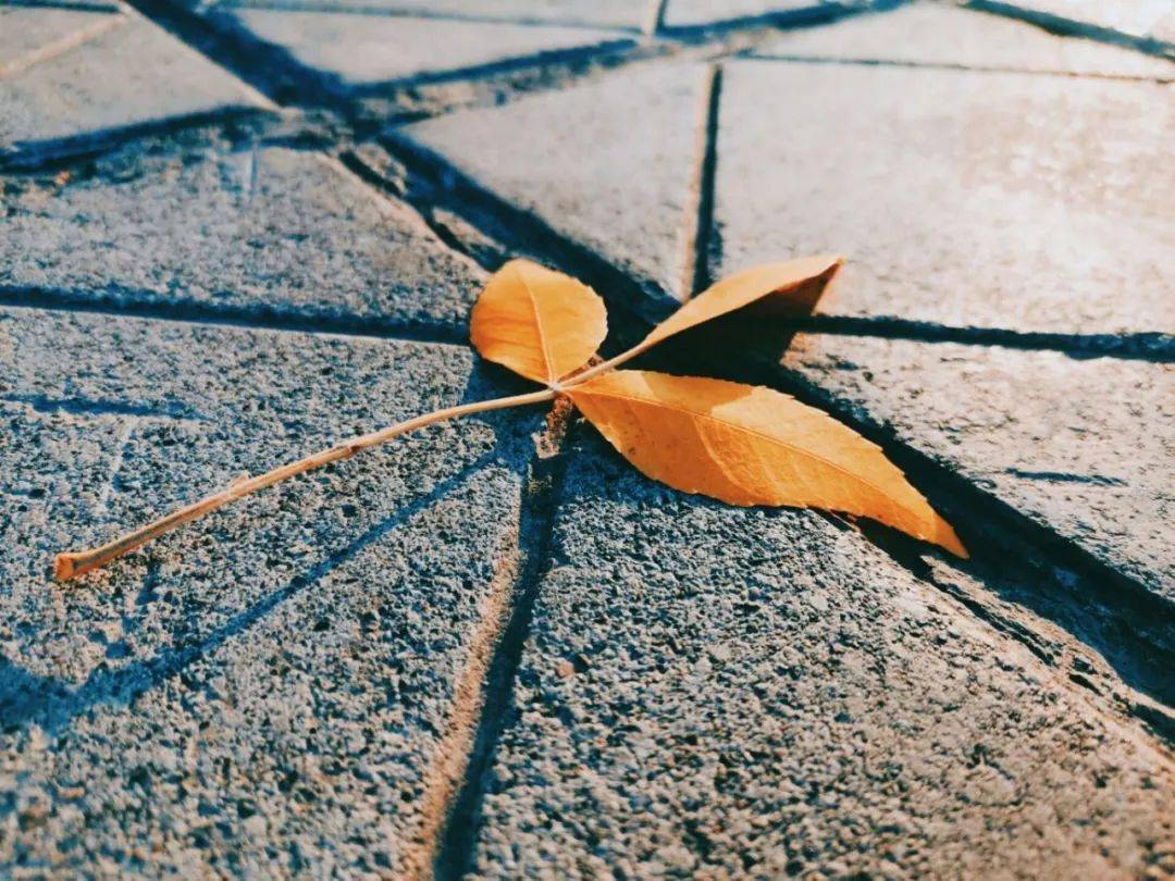【芯摄影】凉风吹徐,秋色微醺