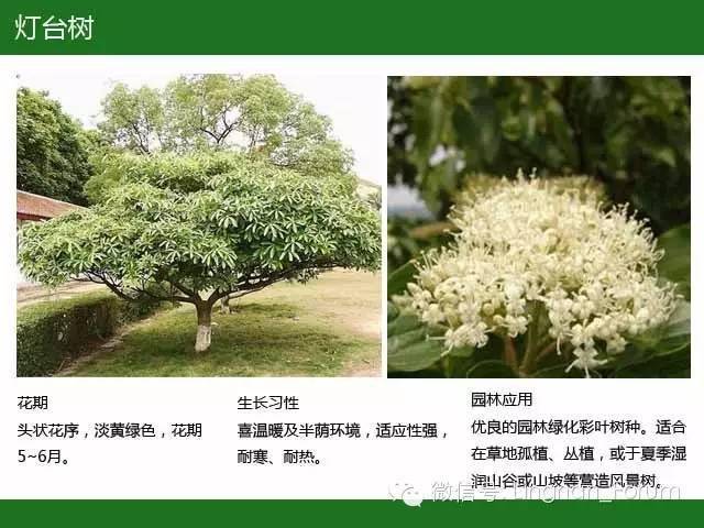 500种·常用开花植物集锦,值得收藏