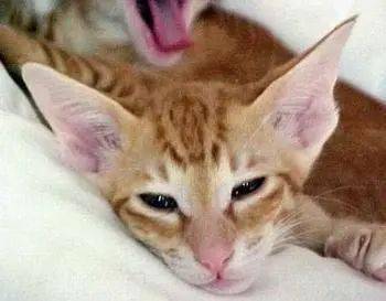 猫的寿命和智商 f9b45ac634c54c279c0a75a2abe238ee.jpeg