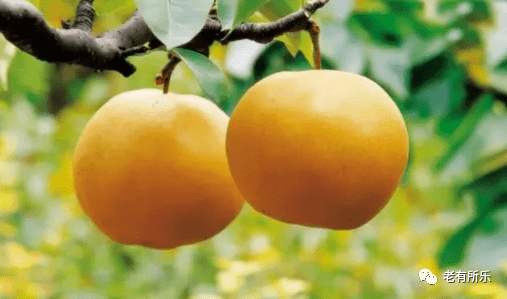 苹果加什么可以降火 4e89b4a3c11d4125bfb57019aaee1e9f.png