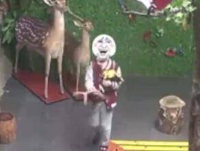 鹿角|小学生拔标本鹿角给爷爷补身体，网友：初心虽好，但家长需好好教育