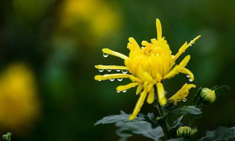 "俯"是低头  虫鸟休眠闭藏 准备下一个无霜期 霜降时节,正是菊花盛开