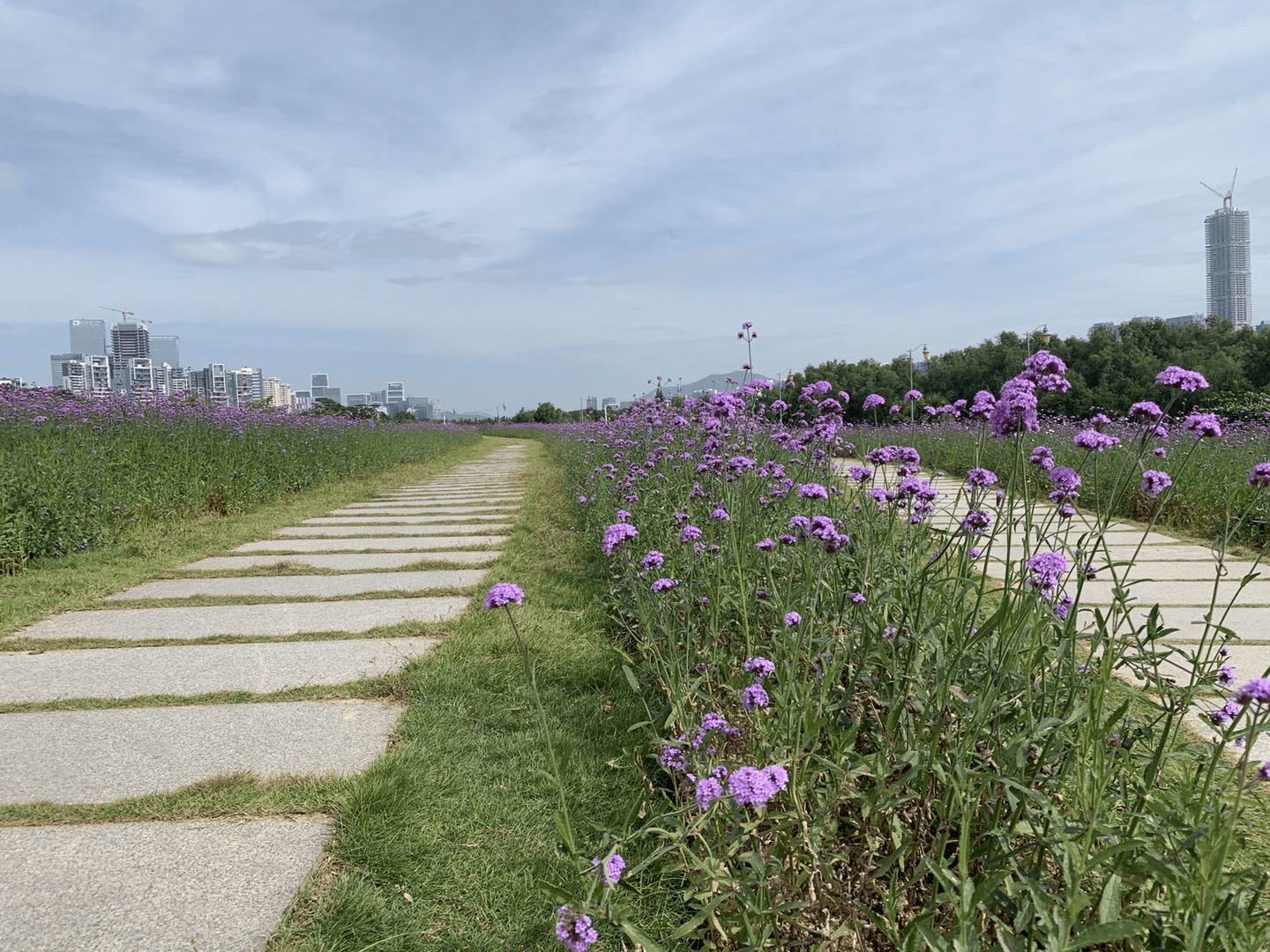 极速真探 | 深圳湾公园流花山马鞭草花海来袭_手机