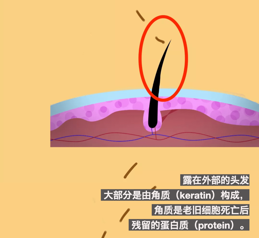 我的头发就是这么没的