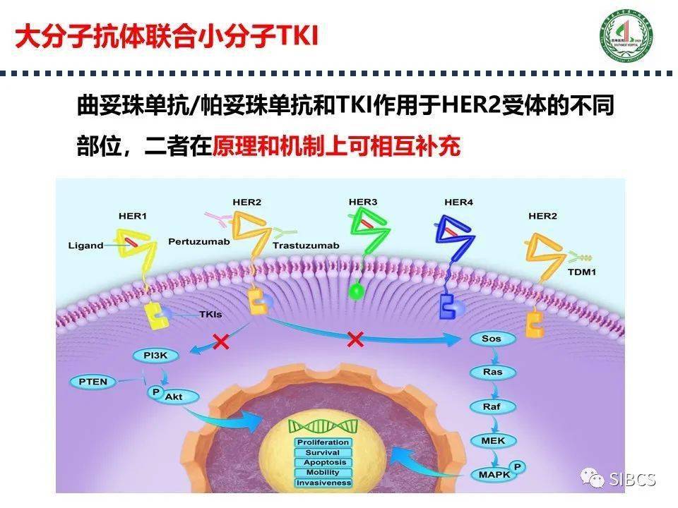 吡咯替尼曲妥珠单抗术前治疗乳腺癌