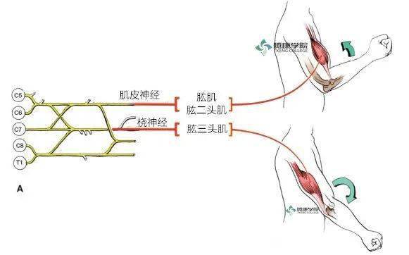 功能评估c5神经系统检查