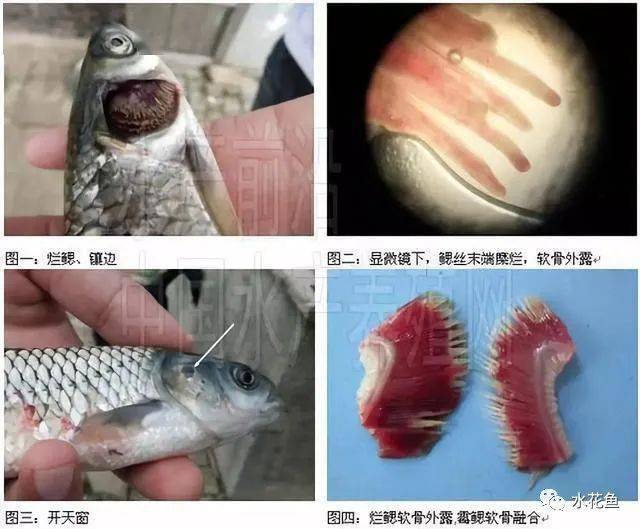常见两种鱼类烂鳃的辨别与防治:细菌性烂鳃病和寄生虫