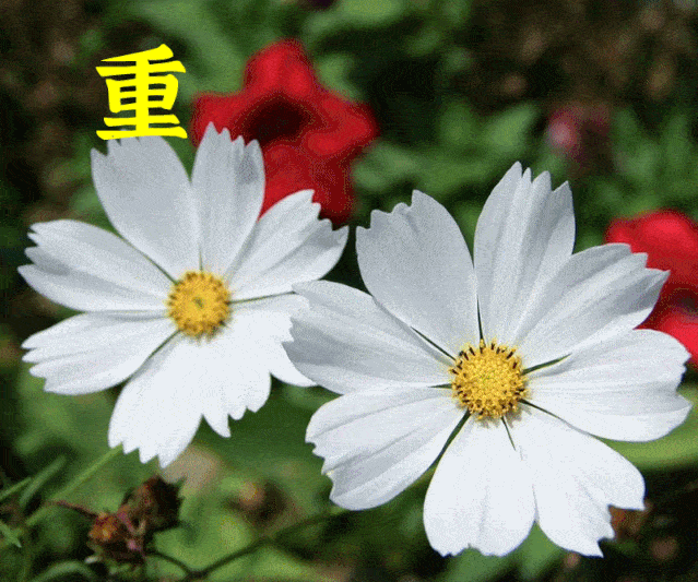 10月24日重阳节最漂亮早上好动态表情图片大全早晨好动图美图大全